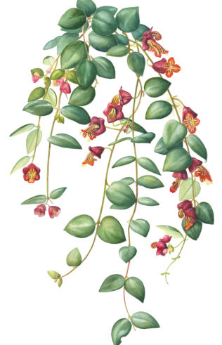 Aescynanthus. Mounted. Signed limited edition. 42x28cm  £99