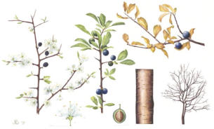 Blackthorn. Mounted. Signed limited edition. 45x28cm. £99