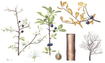 Blackthorn . Mounted. Signed limited edition. 45x28cm. £99