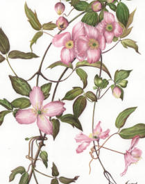 Clematis Montana. Mounted. Signed limited edition. 30x24cm. £99