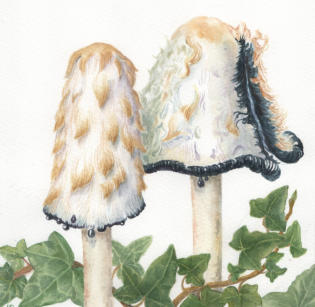 Shaggy Ink Cap. Original mounted watercolour. 25x17cm £99 