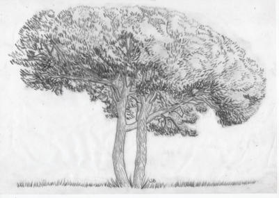 Italian Pine as business Logo