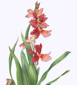 Red Orchid (part) . SOLD