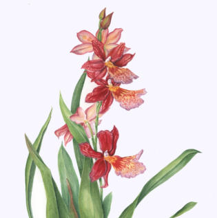 Red Orchid (part). SOLD