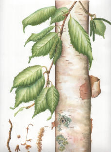 Himalayan Birch "Inverleith". Mounted. Signed limited edition. 23x30cm £99