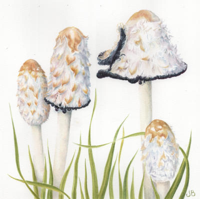 Group of Shaggy Inkcap Fungi - commission - availabel as a card