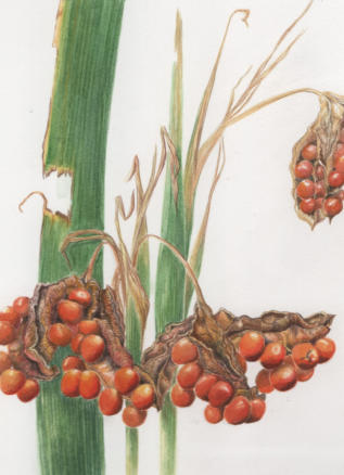 Stinking Iris seed heads. Original mounted watercolour. 15X15cm £125