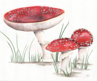 Fly agaric/Aminata. Original mounted watercolour. 25x19cm £125