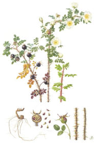 Burnet Rose. Watercolour. Mounted. Signed limited edition print. 41x25cm. £99