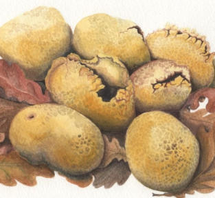 Citrinium earthballs. Original mounted watercolour. 25x17cm £125 