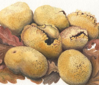 Citrinium earthballs. Original mounted watercolour. 25x17cm £125 