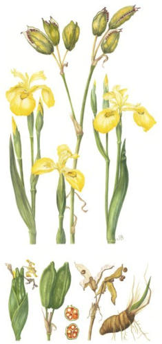 Flag Iris. Watercolour Mounted. Signed limited edition. 51x24cm  £125