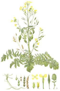 Sea Raddish. Watercolour Mounted. Signed limited edition. 63x42cm  £145