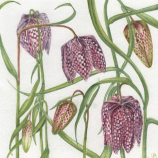 Snakehead Fritillary. SOLD