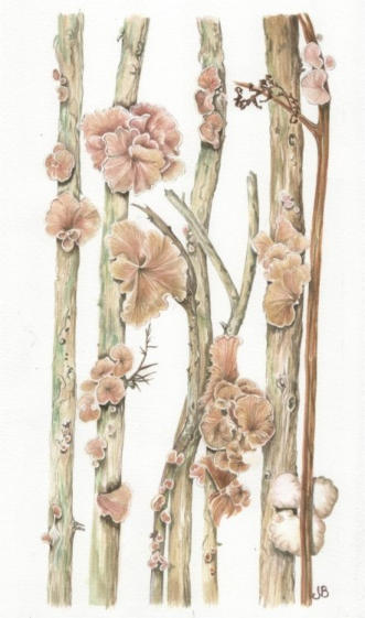Variable Oysterling on gorse. Original mounted watercolour. 15x30cm £160 
