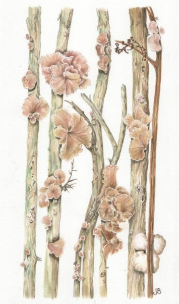 Variable Oysterling on gorse. Original mounted watercolour. 15x30cm £160 