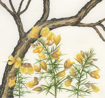 Burnt and new gorse watercolour. Sold