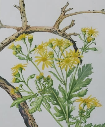 Ragwort with burnt sticks, watercolour, mounted £250