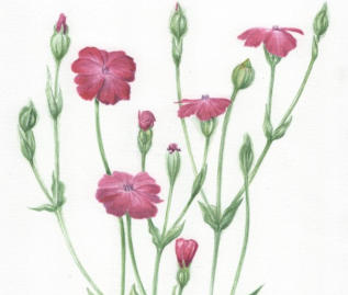 Rose campion (Lychnis coronaria). Original mounted watercolour. 23x17cm £125