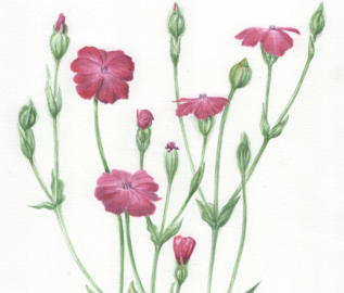 Rose campion (Lychnis coronaria). Original mounted watercolour. 23x17cm £125