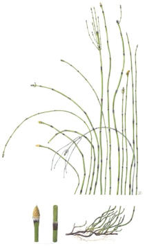 Wirral Horsetail. Watercolour. Mounted. Signed limited edition. 67x41cm  £145