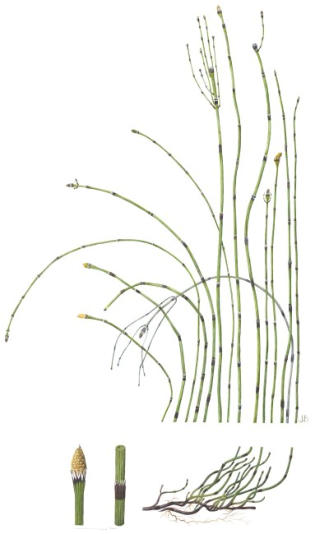 Wirral Horsetail (Equisetum x meridionale). Watercolour. Mounted. Signed limited edition. 67x41cm  £145
